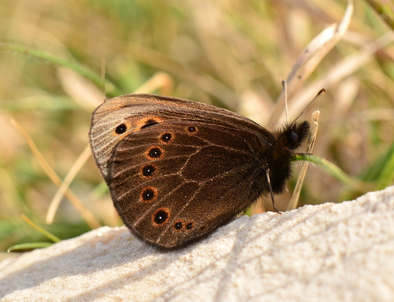 Proterebia afra